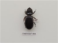 藏品(大黑豔蟲)的圖片